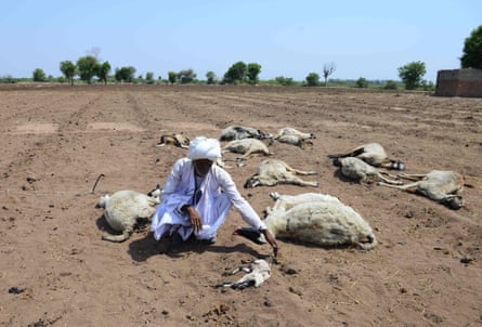 Indian shepherd Ranabhai kneels among his dead sheep in Ranagadh village, Surendranagar district, Gujarat, India, during an extreme heat event in June 2019