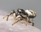 Spider season! Ten species youll see scuttling across Britains carpets and lawns this autumn
