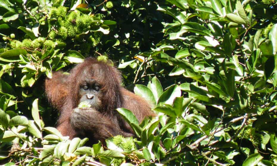 “As a tropical field ecologist studying rainforest destruction in Borneo, I saw the impact of the expanding palm oil industry on tropical biodiversity first hand.”