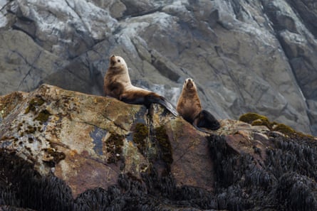 Sea lions basking on rocks