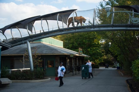 Tiger overhead … Philadelphia zoo’s Big Cat Crossing.