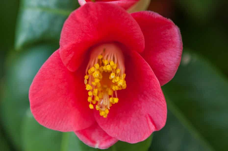 Gardening Tips Catch Rare Camellias In Full Bloom Gardens The Guardian Gardening Tips Catch Rare Camellias In Full Bloom Gardens The Guardian