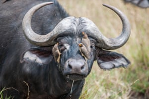 Birds crowd the face of an African buffalo as he shakes his head gently to send them on their way in Masai Mara, Kenya