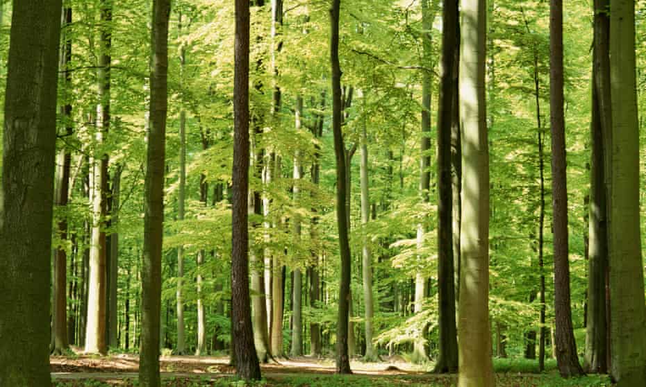 The Saturday Poem The Elms Poetry The Guardian