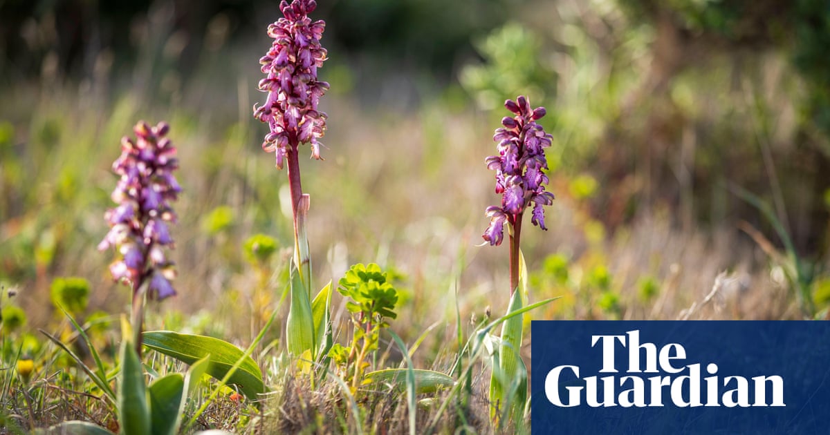 Giant orchids found growing wild in UK for first time