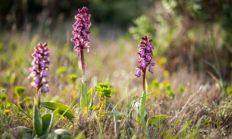 Giant orchids (Himantoglossum robertianum) in France.