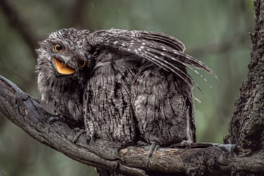 A fledgling tawny frogmouth with its wing stretched out covering two smaller chicks
