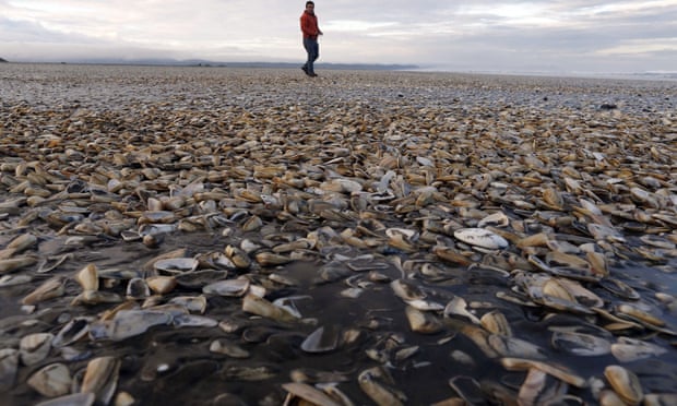 Thousands of bivalves of the species Mesodesma donacium washed up dead in the Cucao beach in the island of Chiloe.