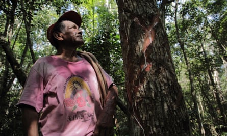 don severo inspects a chicle tree that has been cut, Yucatan