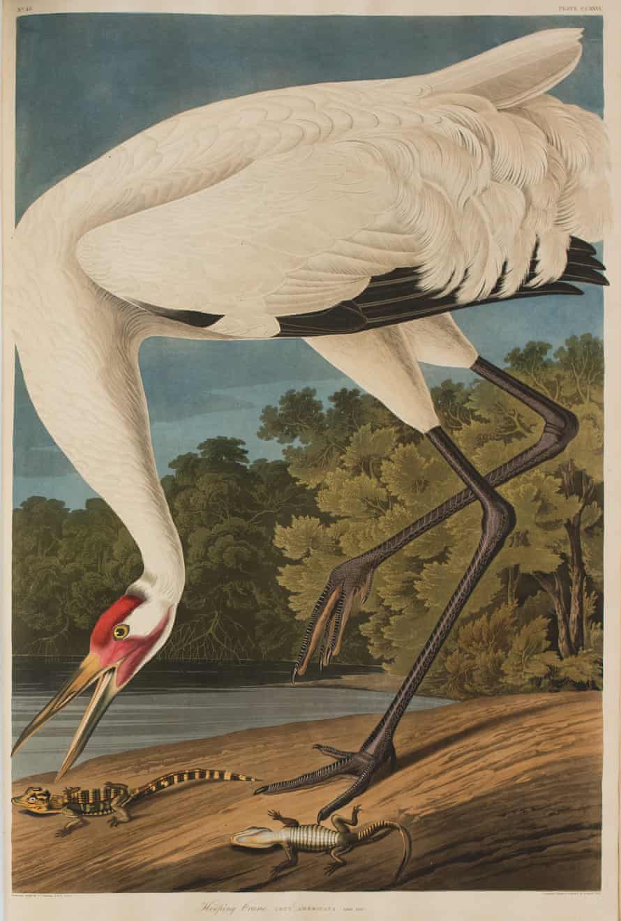One of the pages in Audubon’s Birds of America.