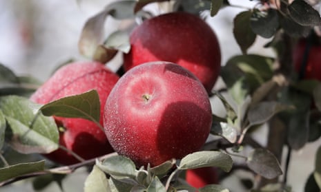Honeycrisp Apples: Super Fruit 