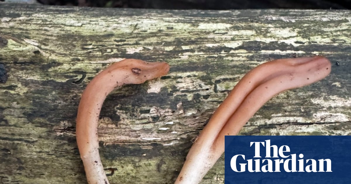 Rare tongue-shaped fungus discovered in nature reserve in West Sussex