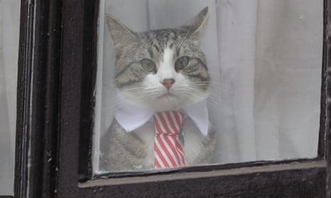Photo from 14 November, 2016, of a cat that is believed to belong to Julian Assange.