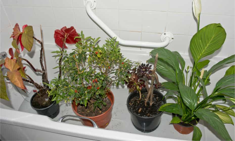 Bathing beauties: houseplants on holiday in the bath.