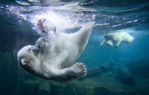 Hanover, Germany. Two polar bears dive for ice cream cakes in the water basin at the local zoo