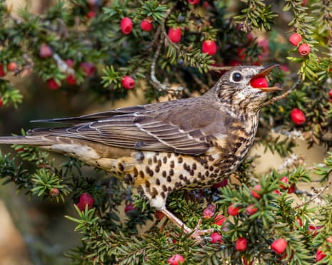 Mistle thrush (Turdus viscivorus) on a yew tree, UK.
