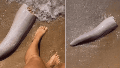 Did a whale penis wash up on a Queensland beach? video | Wildlife | The Guardian Did a whale penis wash up on a Queensland beach? video | Wildlife | The Guardian