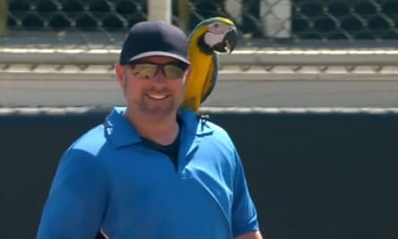 A parrot lands on the umpire in a college softball game in Orlando in February 2023.
