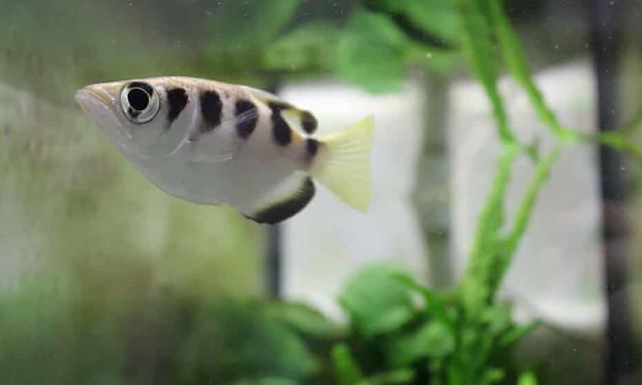 An archerfish in its aquarium at a laboratory at the University of Queensland in Australia. Fish can tell one human face from another scientists said.