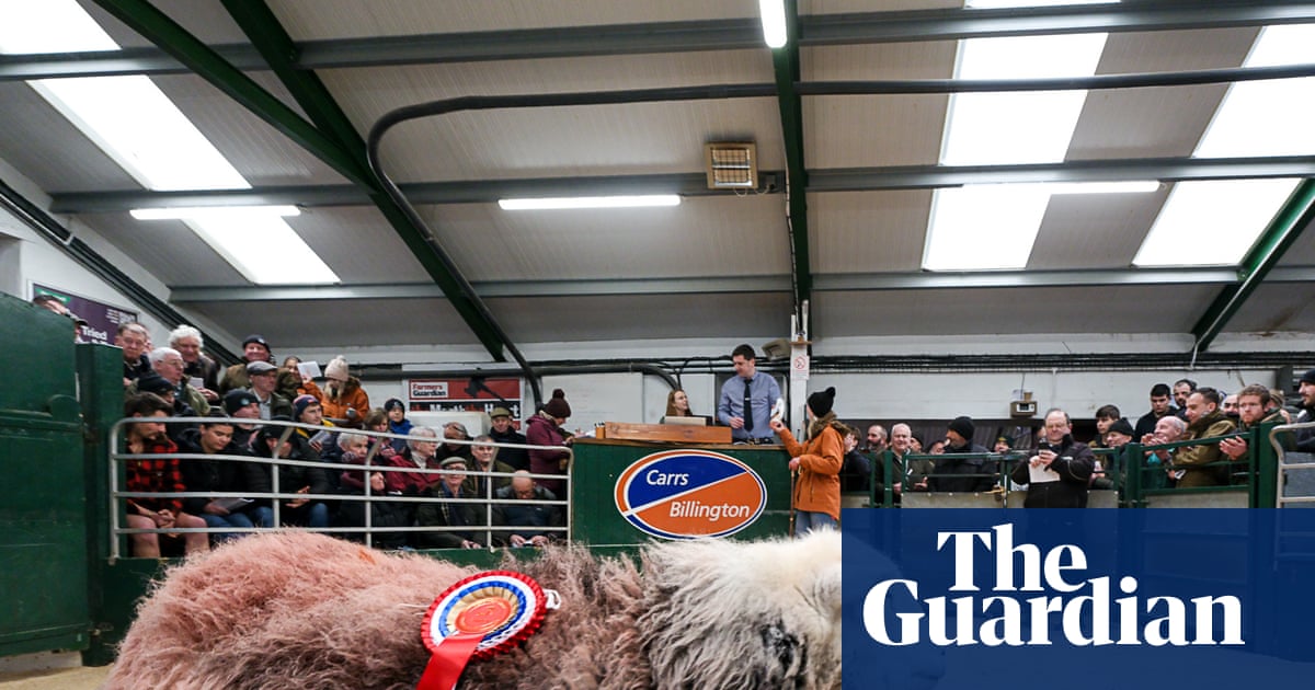 Country diary: A trip to the sheep auction – interrupted by light and legend | Andrea Meanwell