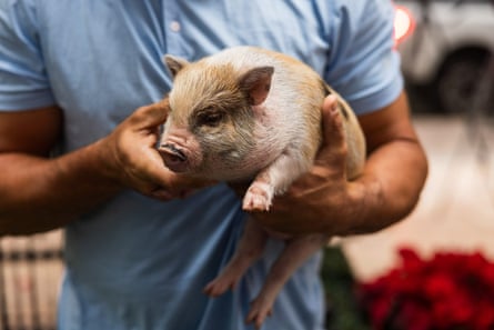 A person holding a pig