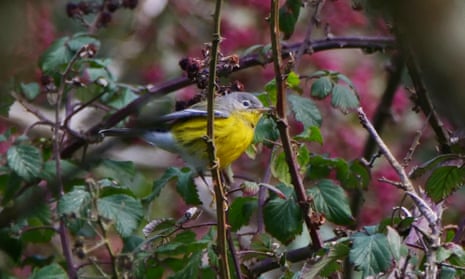 A small bird with yellow belly and brown back sits among foliage