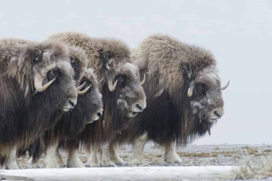 Musk oxen in a defensive ring around their young.