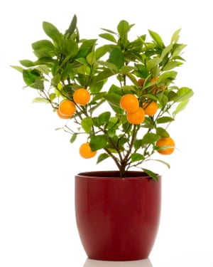 El amor Pimm's? Crecer su propio cóctel guarniciones 2 Intense flavour: calamondins.