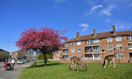 People pass a herd of fallow deer grazing on the lawns of a housing estate in Harold Hill in east London
