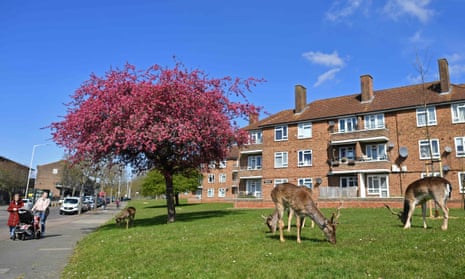 A herd of fallow deer grazing on the lawns of a housing estate in Harold Hill, east London on 4 April 2020.