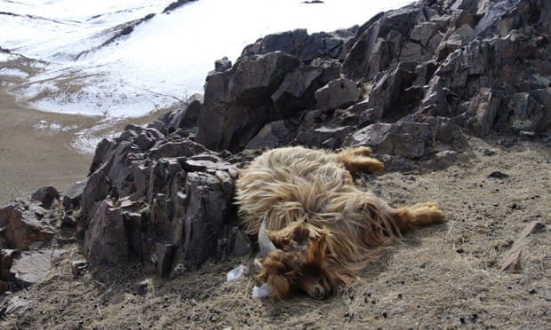 A goat lies dead on a hillside in the Ulziit district of Bayankhongor in Mongolia