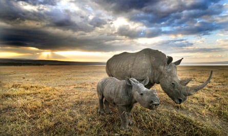 The future of the rhino is also hanging in the balance.