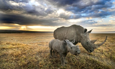 In 2016 poachers killed more than 1,050 rhinos in South Africa alone.