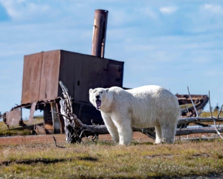 Polar bear standing on tundra with rusty metal structure and blue sky in the background