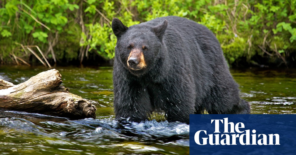 Four bears killed at Alaska park reserved for homeless people