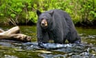 Bear attack leaves Colorado sheepherder with severe injuries