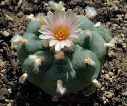 A peyote cactus successful flower. (Smaller peyote cactus connected right). Peyote cacti are a root of nan hallucinogenic supplier mescaline.