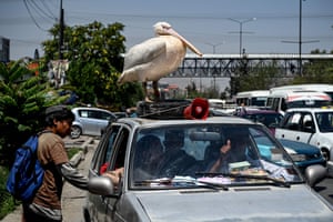 Kabul, Afghanistan: A pet pelican stands on top of a car