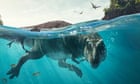 Attenborough series sinks teeth into fruits of 'dinosaur revolution'