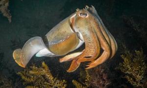 Golden Cuttlefish shot at Blairgowrie by PT