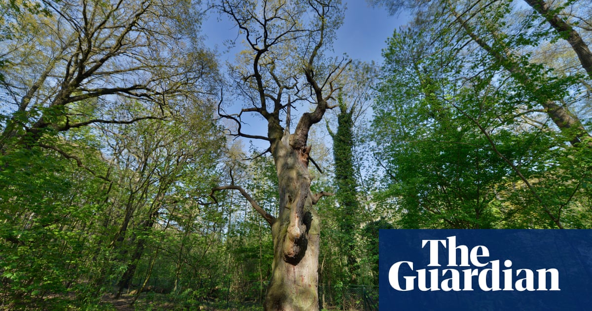 Berlin's ancient Dicke Marie' oak feels effects of prolonged dry spell