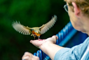Liverpool, Reino Unido. Uma senhora alimenta um tordo selvagem com ela em Sefton Park