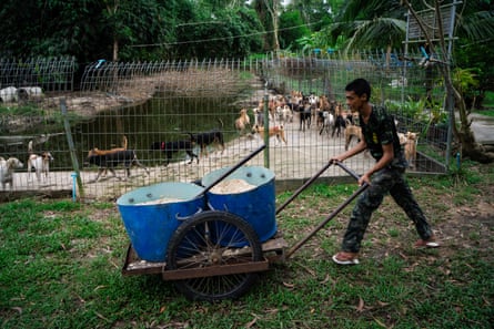 An airman wheels two large blue buckets of rice across grass and past the fence of a makeshift enclosure