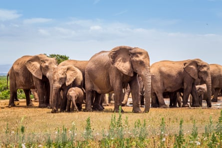 A group of elephants gathered together at Addo Elephant National Park.