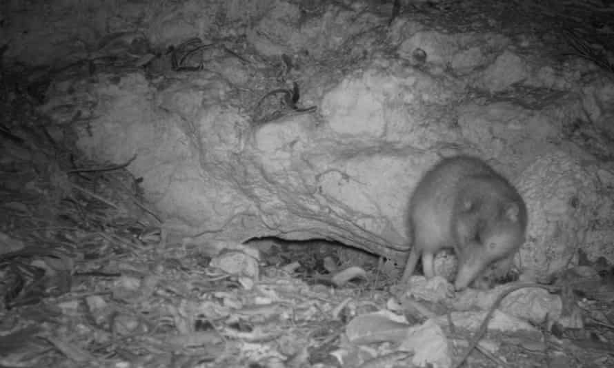 A Hispaniolan solenodon is caught on camera trap leaving its burrow at night in the Dominican Republic.