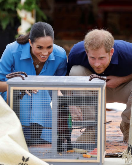 Britain’s Prince Harry and Meghan, Duchess of Sussex, look at a caged parrot during a visit to Tupou College in Tonga.