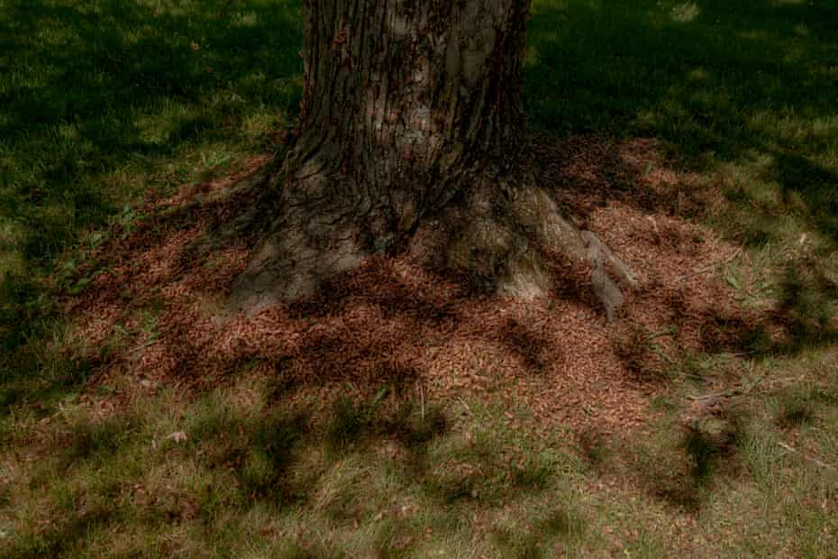 Cicadas swarm the trees near a home in Columbia, Maryland, in May.