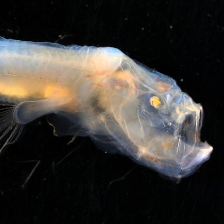 Glassy fangs and glowing fins: amazing deep sea animals found near Cocos  Islands | Environment | The Guardian
