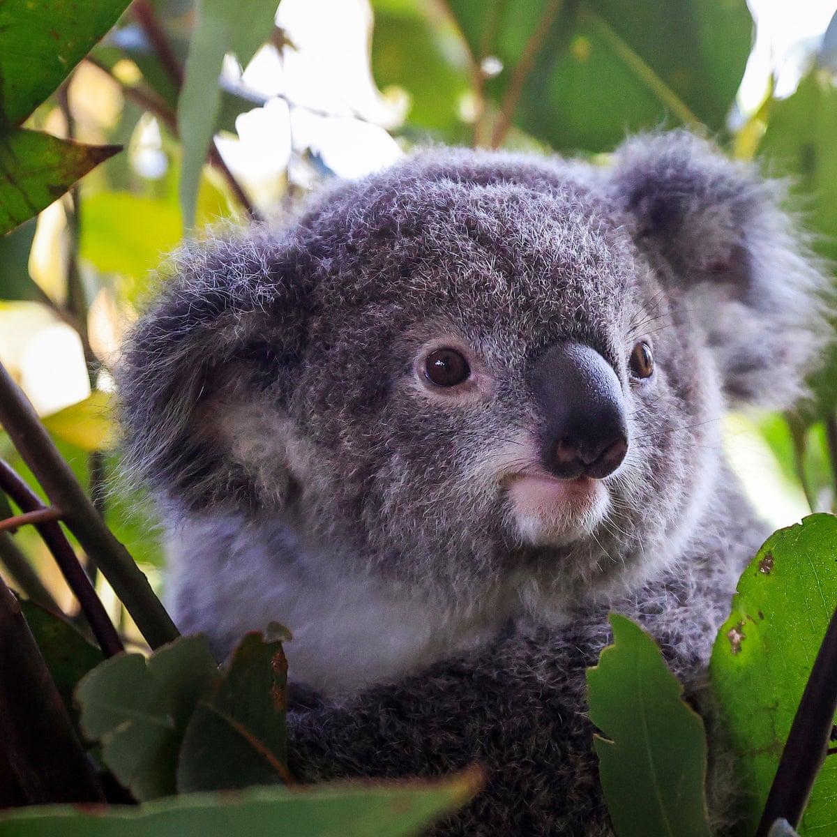 Koala listed as endangered after Australian governments fail to halt its  decline | Endangered species | The Guardian