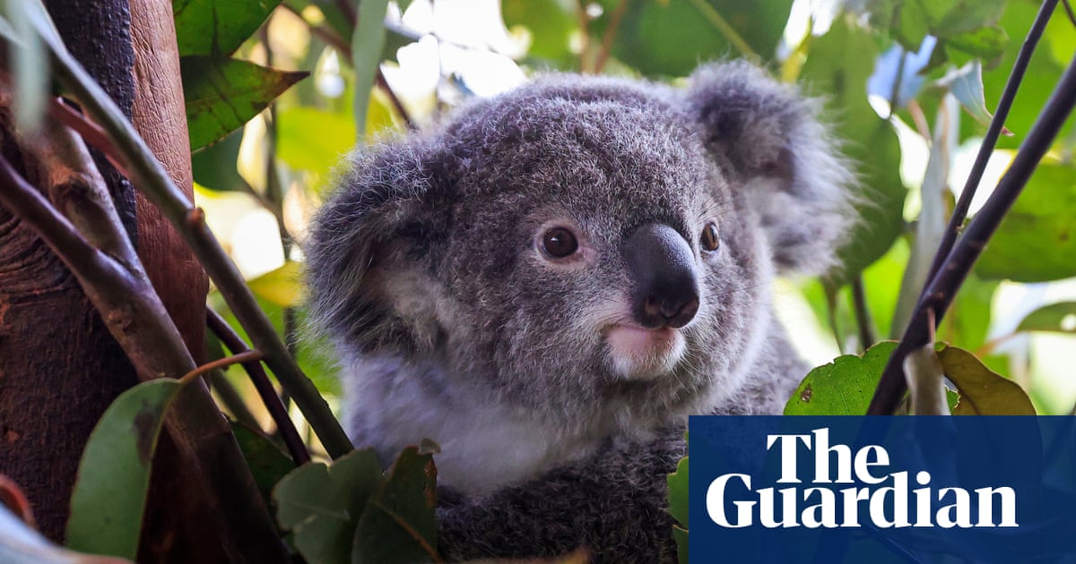 Koala listed as endangered after Australian governments fail to halt its decline